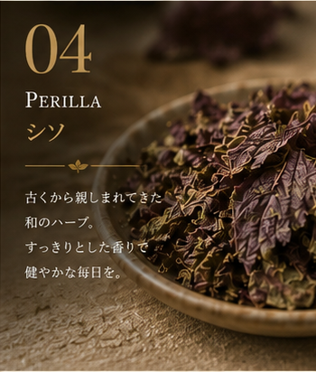 シソ